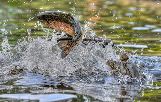 rainbow trout jumping out of water