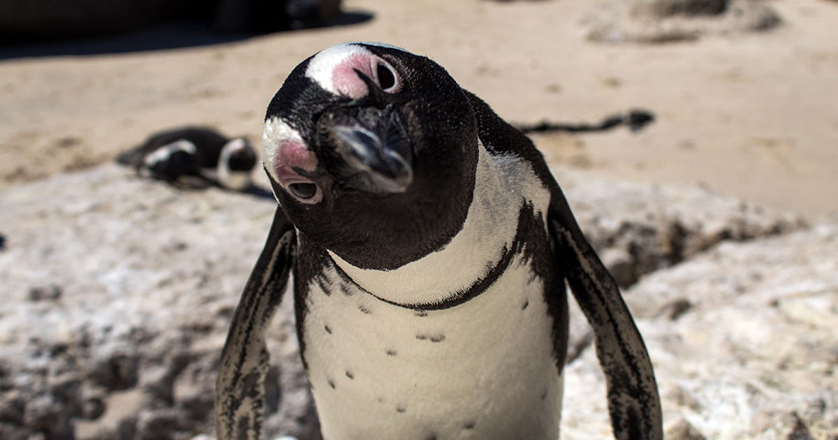 Mystic Aquarium BOGO Tickets