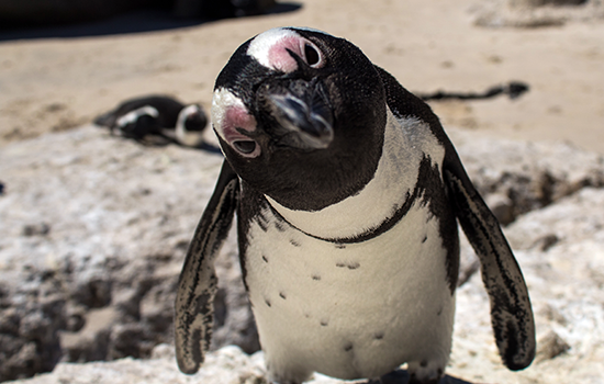 African penguin looking at camera