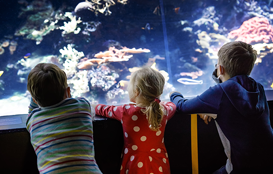 kids looking at aquarium exhibit