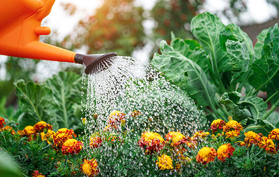 watering can watering flowers in a home garden