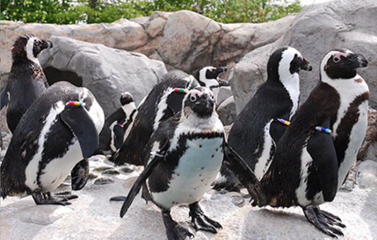 group of penguins on a rock