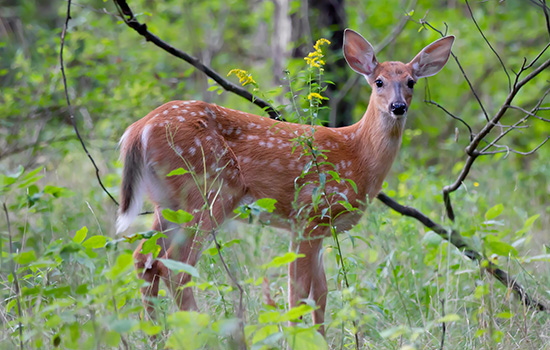 deer in woods