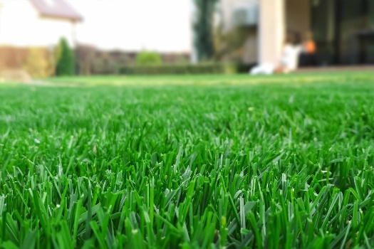 Lawn Grassy Lawn